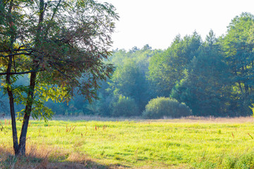 Forest glade landscape