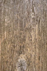 Fence from old weathered pine boards. Texture of natural aged wood. Woodworm holes, rusty nails. Creative vintage background.