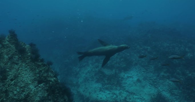 Californian sea lion (Zalophus californianus) swimming and playing in the reefs of los islotes in Espiritu Santo island at La paz,The world's aquarium. Baja California Sur,Mexico.