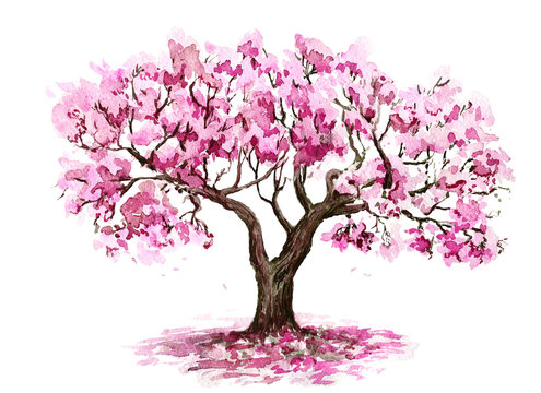 Sakura blooming tree. Hand drawn sketch. Watercolor illustration