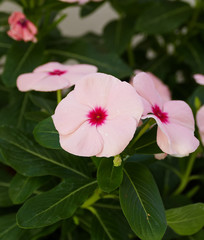 Grow flowers in pots on home balcony, balcony ornamental plants,