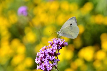 Large White Butterfly, U.K. Macro image of a garden insect.