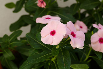 Grow flowers in pots on home balcony, balcony ornamental plants,