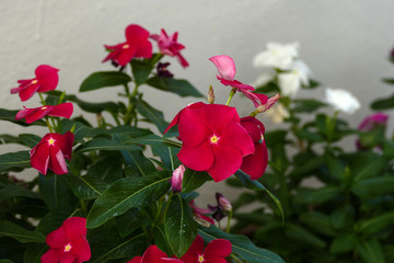 Grow flowers in pots on home balcony, balcony ornamental plants,