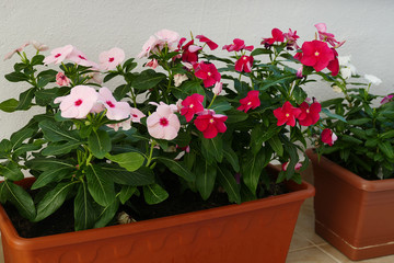 Grow flowers in pots on home balcony, balcony ornamental plants,