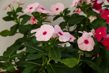 Grow flowers in pots on home balcony, balcony ornamental plants,