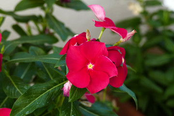 Grow flowers in pots on home balcony, balcony ornamental plants,