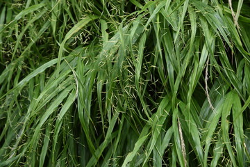The spikes of Japanese forest grass (Hakonechloa macra)