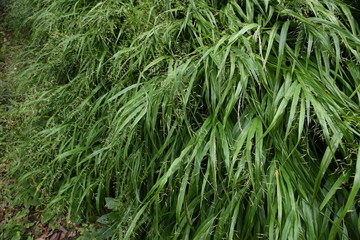 The spikes of Japanese forest grass (Hakonechloa macra)