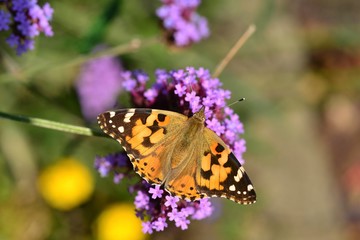 Painted Lady Butterfly, U.K. Macro image of an insect in Autumn.