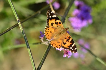 Obraz premium Painted Lady Butterfly, U.K. Macro image of an insect in Autumn.