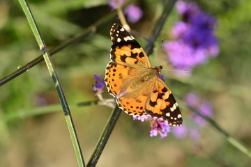 Painted Lady Butterfly, U.K. Macro image of an insect in Autumn.