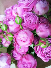 Beautiful pink pion-shaped rose.Bouquet Shrub roses..