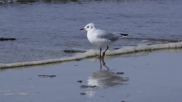 Whitle little gull standing on a wet beach, gets his legs hit by a wave