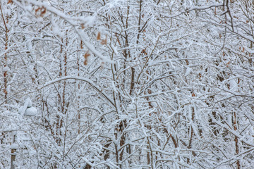 Beautiful snowy trees in the Russian forest. Snow covered tree branches