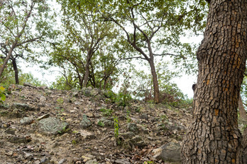 cerros