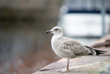 Fototapeta na wymiar seagull on pier