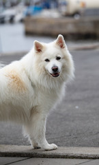 Samoyed  purebred dog