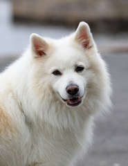 Samoyed dog,Beautiful white thoroughbred dog, samoyed, Gudhjem, Bornholm