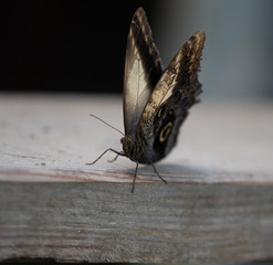 beautiful, unique butterfly in close-up