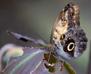 Fototapeta premium butterfly on leaf
