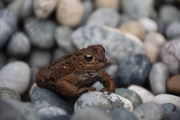 RANA SOLITARIA SOBRE LAS ROCAS