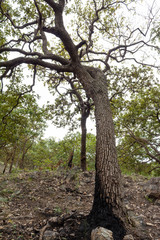 cerros