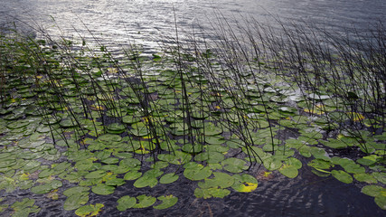 reeds in the lake, green reeds in the lake, reeds plant on the edge of abant lake,