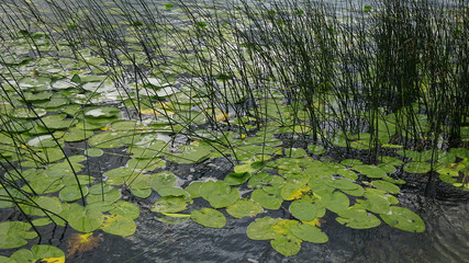 reeds in the lake, green reeds in the lake, reeds plant on the edge of abant lake,