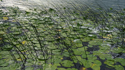 reeds in the lake, green reeds in the lake, reeds plant on the edge of abant lake,