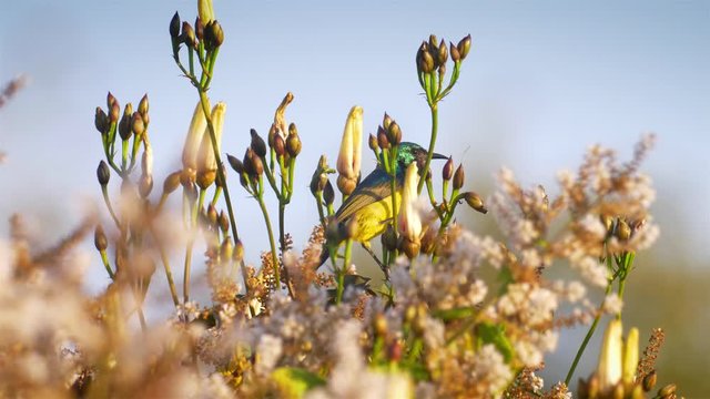Collared sunbird, Male feeding on nectar, Victoria falls, Zimbabwe