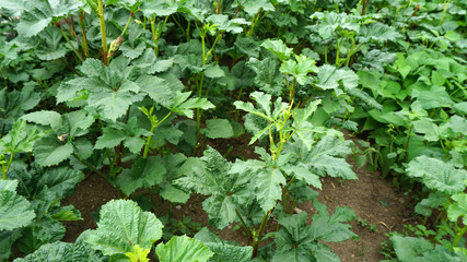 okra plant planted in the garden, natural okra plant, fresh gumbo, freshly picked from the garden