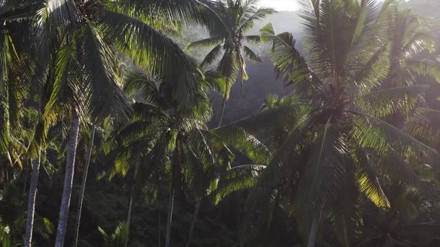 Flying through jungle, aerial view of tropical palms at sunrise. Picturesque sunbeams are playing on leaves. Bali, Indonesia