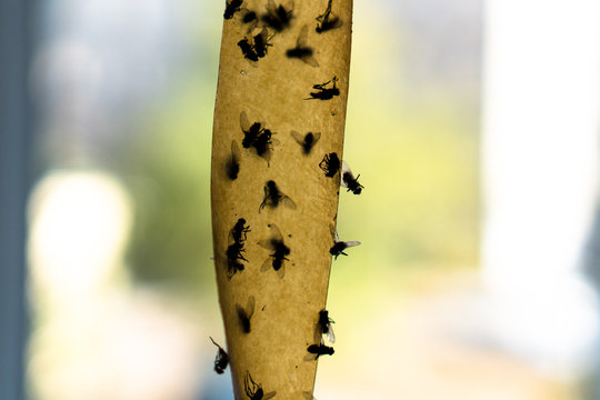 Fly paper and trapped flie - Stock Image - C051/9097 - Science Photo Library