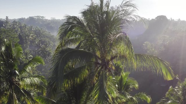 Flying sideways, aerial view of tops of tropical palms under bright rising sun. Bali, Indonesia