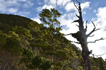 contraste de arbol
