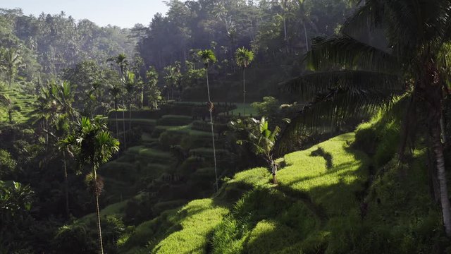 Aerial view of green rice terraces and tropical rainforest around it. Wonderful morning. Tourist woman is taking picture of landscape. Bali, Indonesia
