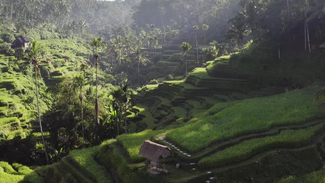 Flying backwards above green rice terraces and tropical rainforest around it. Aerial. Wonderful morning. Tourists are taking pictures of landscape. Bali, Indonesia