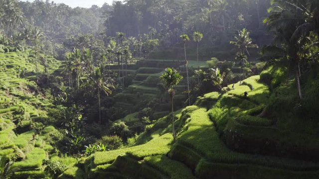 Aerial view of green rice terraces and tropical rainforest around it. Morning. Tourists are taking photos of picturesque landscape. Bali, Indonesia