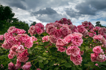 Roseto della Villa Reale di Monza