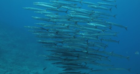 School of Mexican Barracuda, Coral reefs of the Sea of Cortez, Mexico.