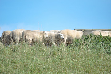 Deutschland, Niedersachen, Bingum, Leer