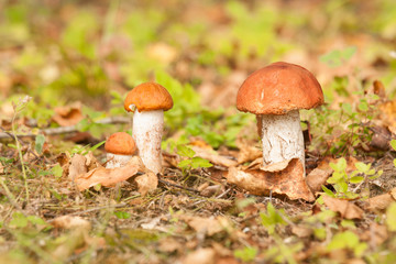 Orange birch bolete mushrooms growing on the forest floor .