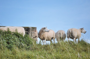 Deutschland, Niedersachen, Bingum, Leer
