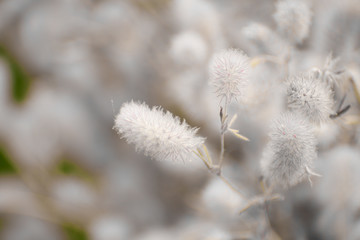 Wild white fluffy flowers (plants).