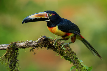 Collared Aracari - Pteroglossus torquatus is toucan, a near-passerine bird. It breeds from southern Mexico to Panama, Ecuador, Colombia, Venezuela and Costa Rica