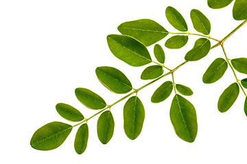 Fototapeta na wymiar Moringa leaves isolate on white background