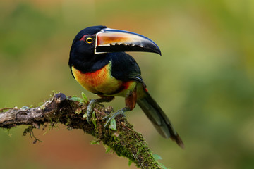 Collared Aracari - Pteroglossus torquatus is toucan, a near-passerine bird. It breeds from southern Mexico to Panama, Ecuador, Colombia, Venezuela and Costa Rica