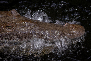 American Crocodile (crocodylus acutus) in a swamp in Black River, Jamaica