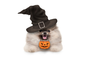 happy pomaranian spitz Halloween puppy dog, with witch hat and orange pumpkin basket hanging with paws on white banner, isolated